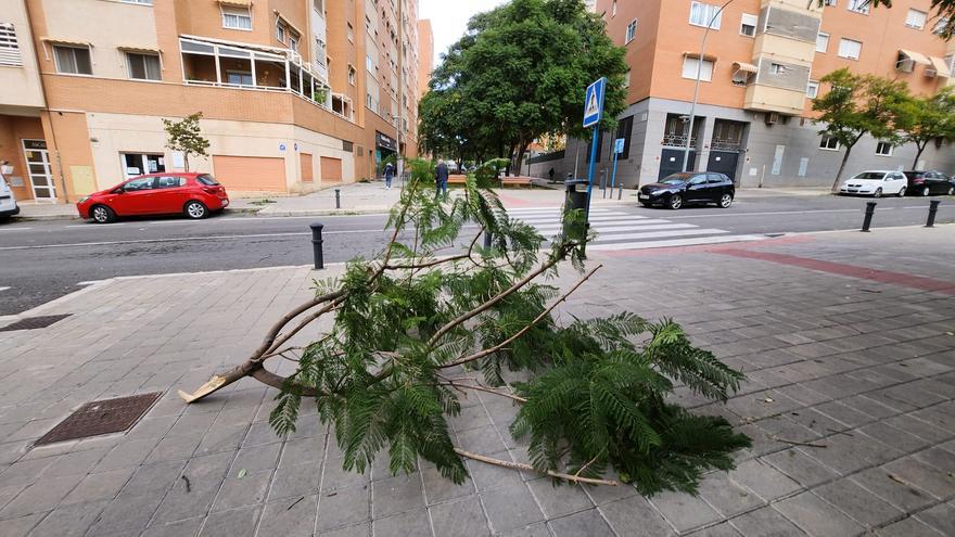 Daños por el temporal de viento en Alicante