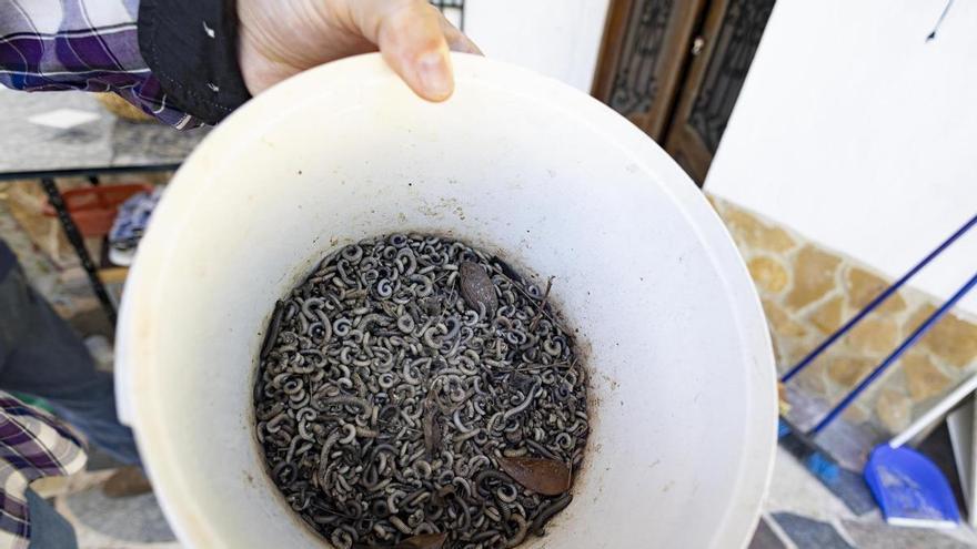 Los vecinos del Carraixet alertan del aumento de la plaga de los milpiés