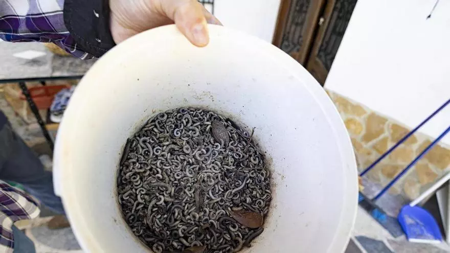 Los vecinos del Carraixet alertan del aumento de la plaga de los milpiés