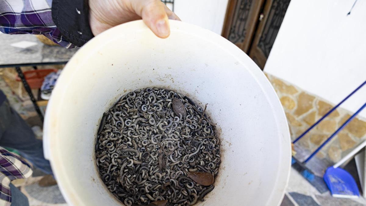 Los vecinos del Carraixet alertan del aumento de la plaga de los milpiés