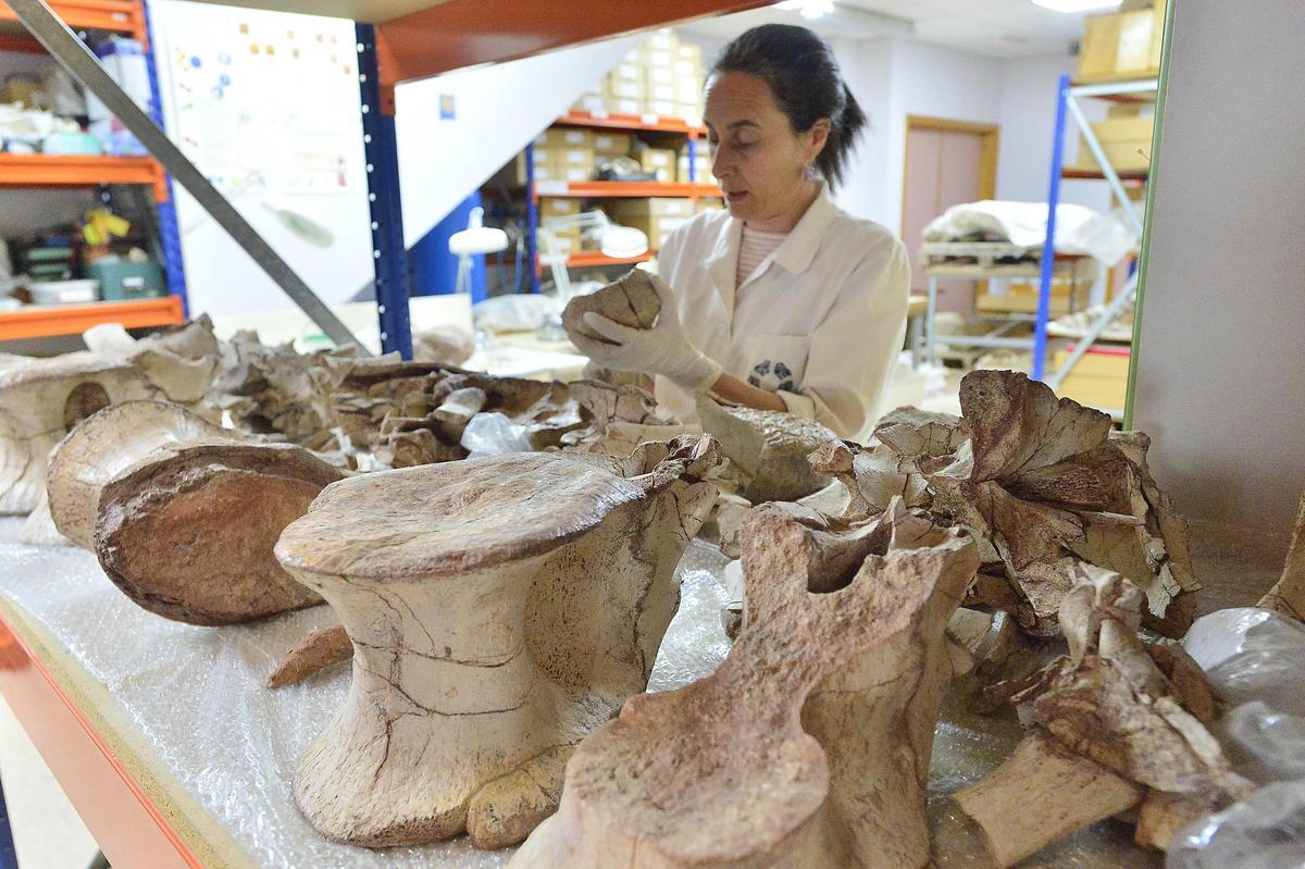 La directora del museo, Ainara Aberasturi, junto a huesos del saurópodo