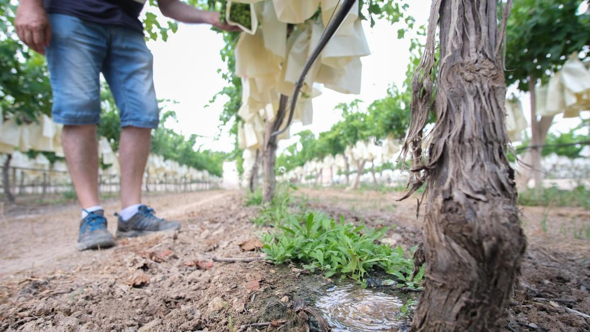 El agua del trasvase beneficiará a los cultivos de uva del medio Vinalop´p.