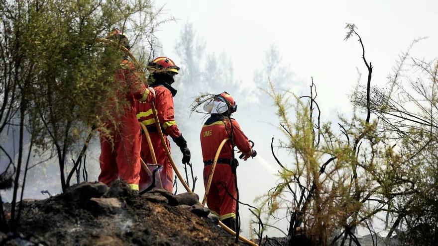 ¿Cuánto tardará el bosque de Azuébar en recuperarse?