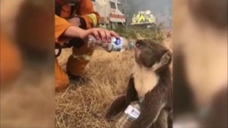 Un bomber ofereix aigua a un coala després d'un incendi a Austràlia