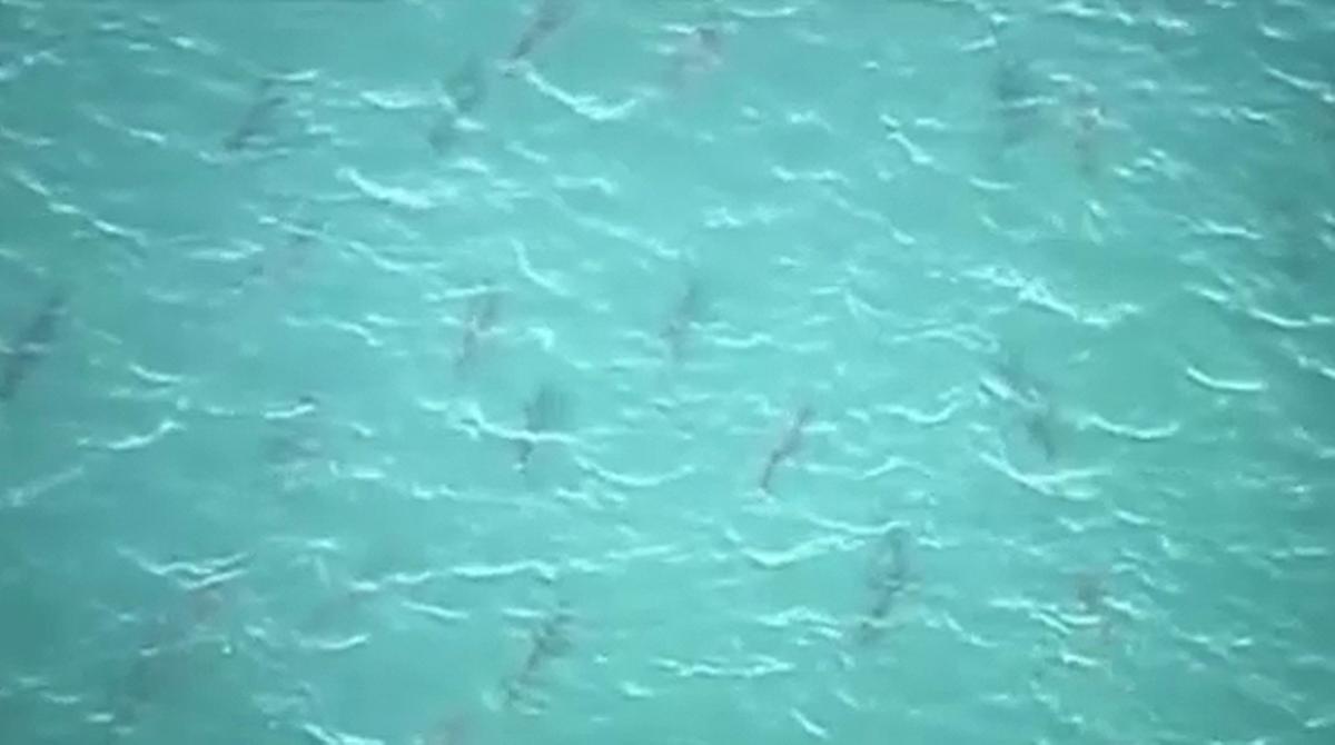 Imatges dels taurons a la costa de Florida.