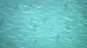 Imatges dels taurons a la costa de Florida.