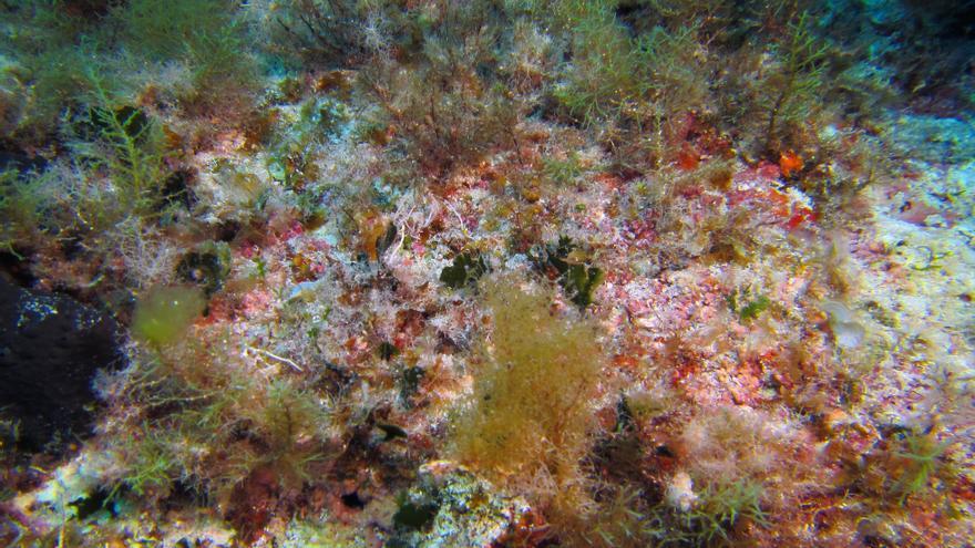 Un projecte liderat pel CEAB de Blanes aplica la genètica per detectar espècies invasores als ecosistemes marins