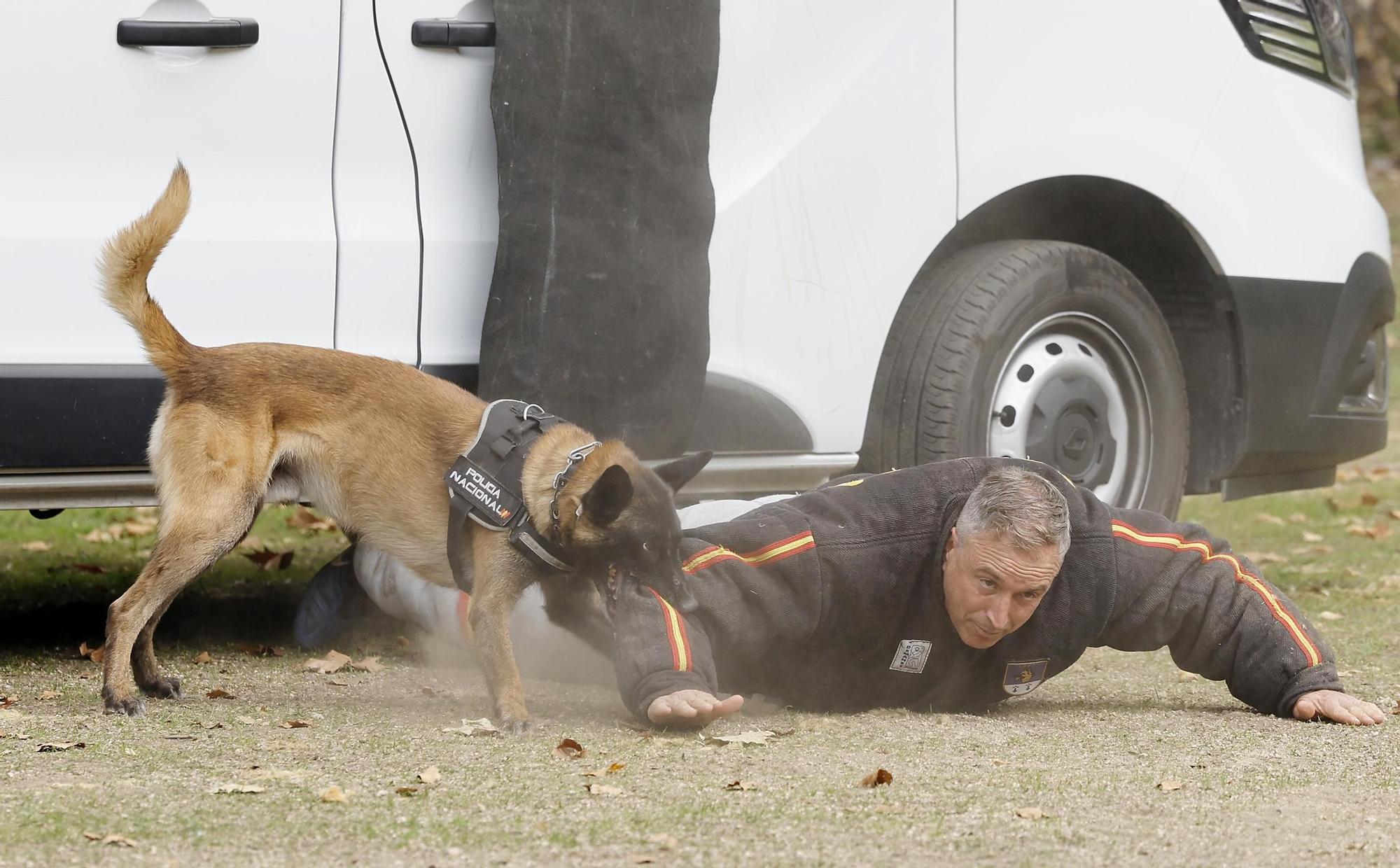 Exhibición de la Policía Nacional en el auditorio de Castrelos en Vigo