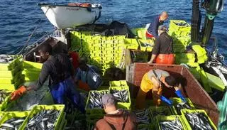 Galicia ve la sardina pasar de largo