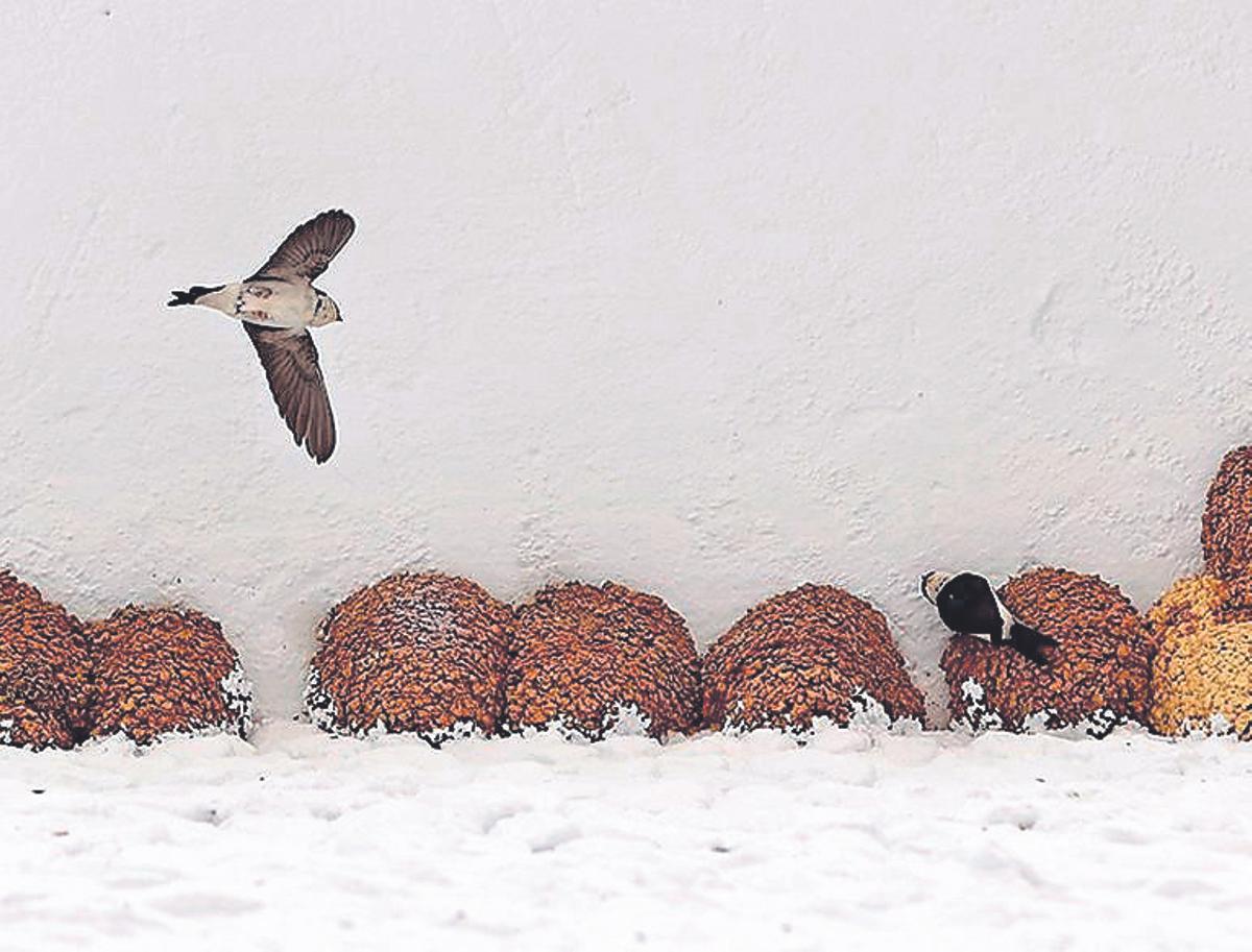 Iniciativa de los vecinos de la calle Pintor Pedro Romana, 2 de Córdoba.