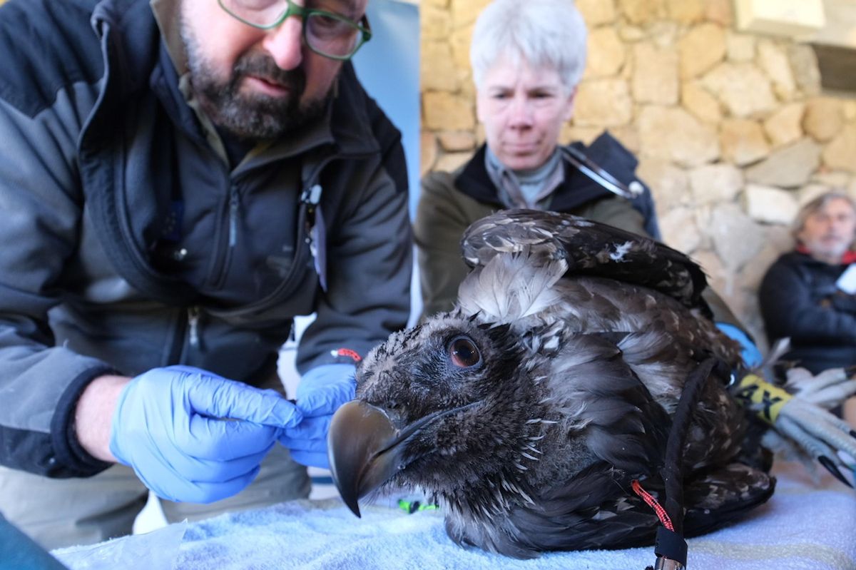 Trasladados al Parque Nacional Sierra de Gredos dos ejemplares nuevos de quebrantahuesos.