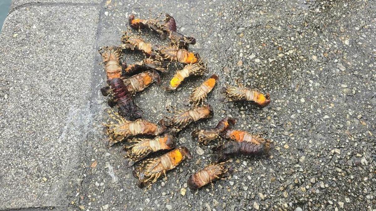 Santiaguinos incautados.