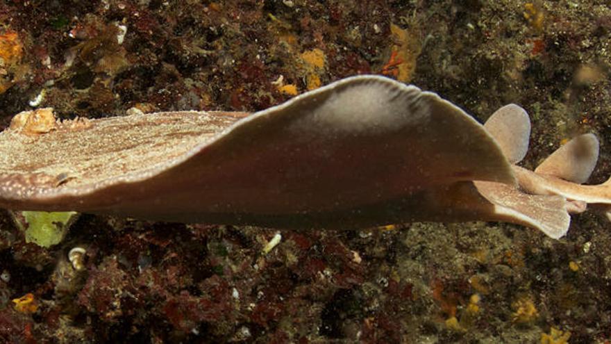 ´Torpedo marmorata´ en Punta Galera, Portinatx