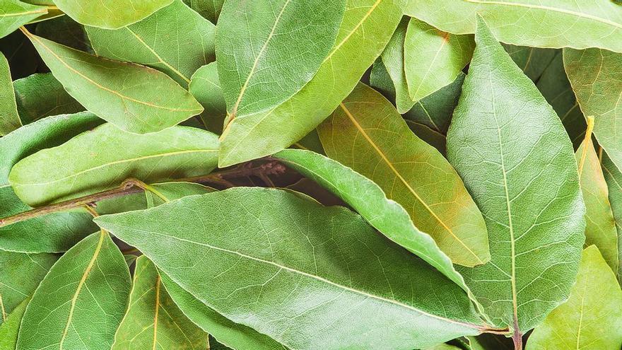 Poner hojas de laurel en el baño: la solución que cada vez hace más gente (y con razón)