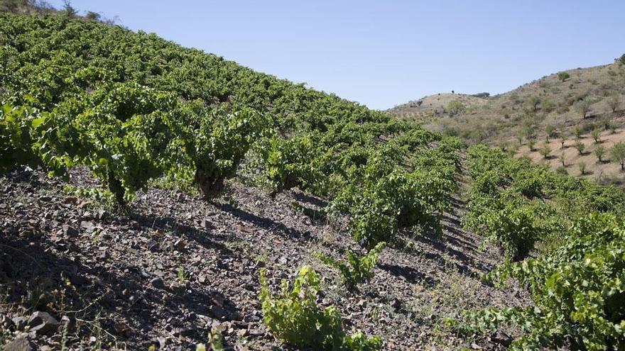 Viñedos de la bodega Jorge Ordoñez donde se &#039;cría&#039; el Botani.