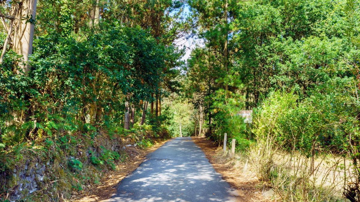 Los bosques ibéricos se vuelven más sensibles al cambio climático.