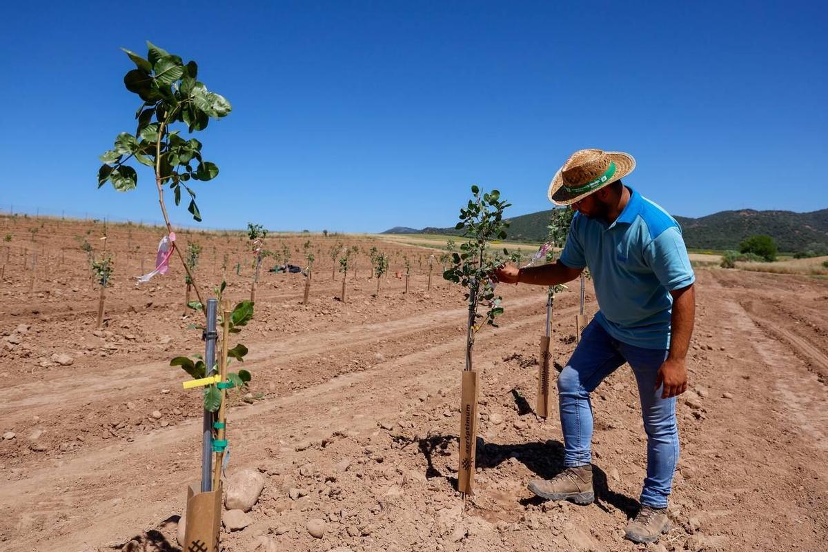 Imagen de una plantación de pistachos en la finca de la UCO en Rabanales
