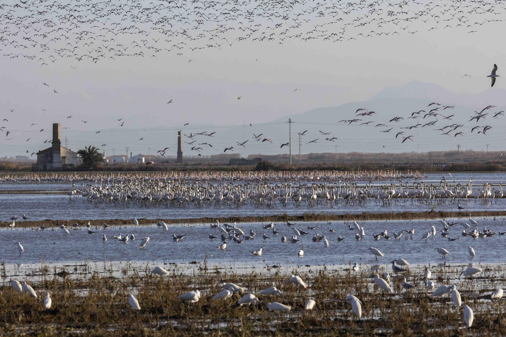 Flamencos, "moritos" y otras aves hibernan en l'Albufera