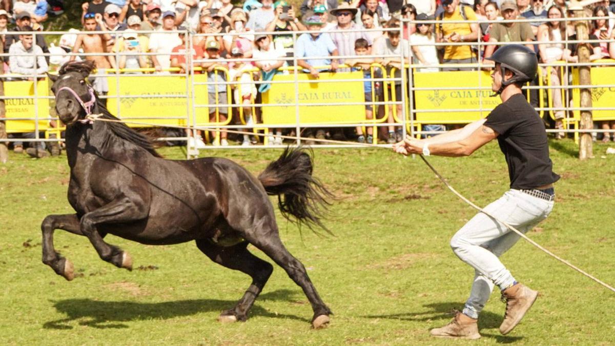 Intento de doma, sin éxito, de “Resorte”, hijo del legendario de “Indomable”