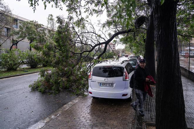 Un árbol ha caído en la calle en Santa Coloma de Gramenet por las fuertes lluvias