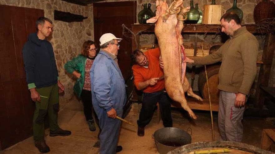 El taller de matanza del cerdo desplegado el fin de semana pasado en O Quinteiro de Temperán. // Muñiz