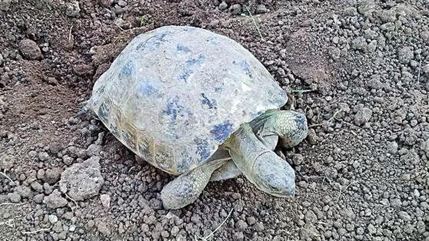 La tortuga Bonica del MeteoBanyoles surt molt aviat del cicle hivernal