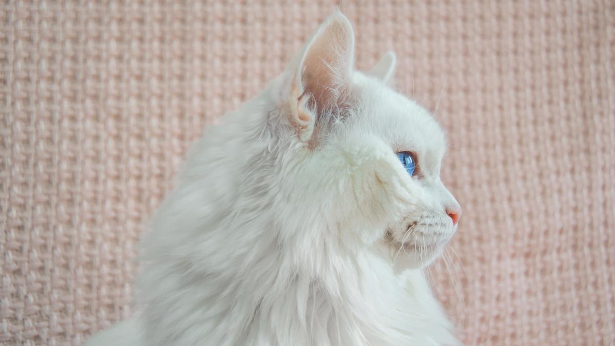 Elegancia turca: El encanto del gato de Angora, una raza de gatos única.