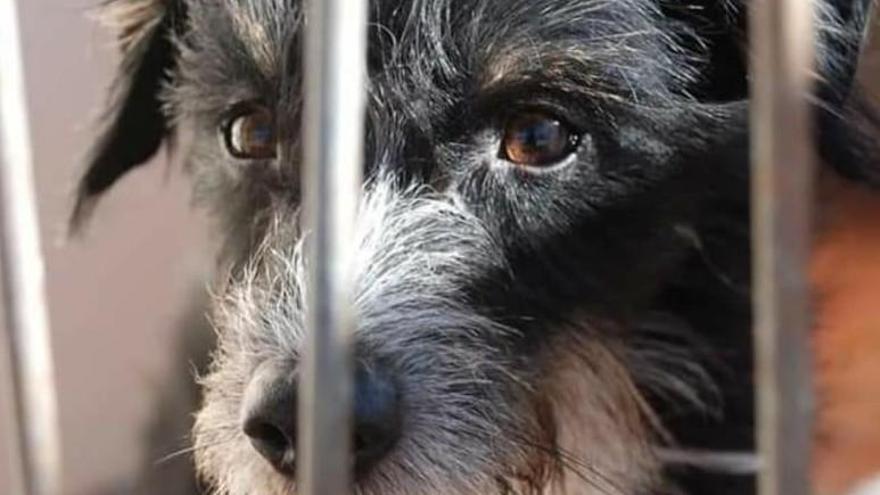 Un perro sin hogar, en la Protectora de Animales de Alicante