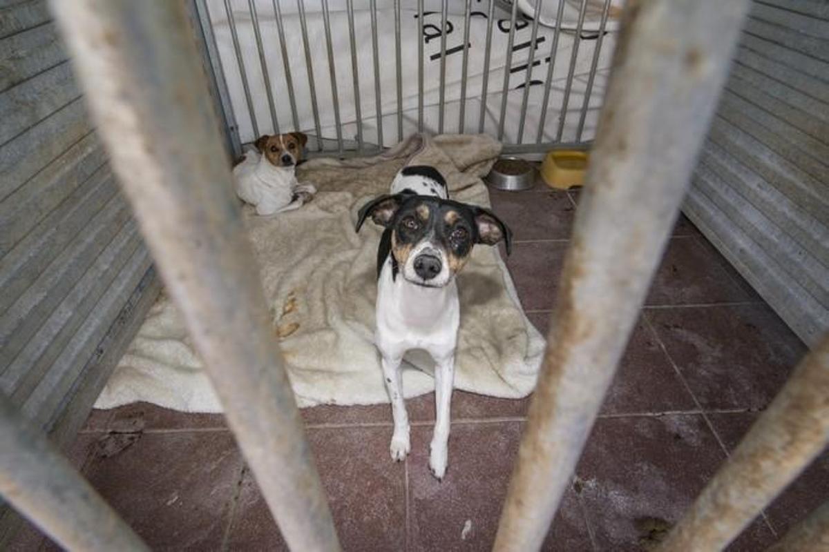 03/01/2019 ARUCAS. Albergue Insular de animales.  FOTO: J. PÉREZ CURBELO