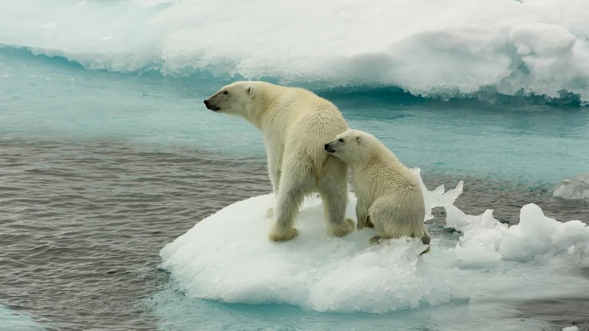 Dos osos polares en el Ártico