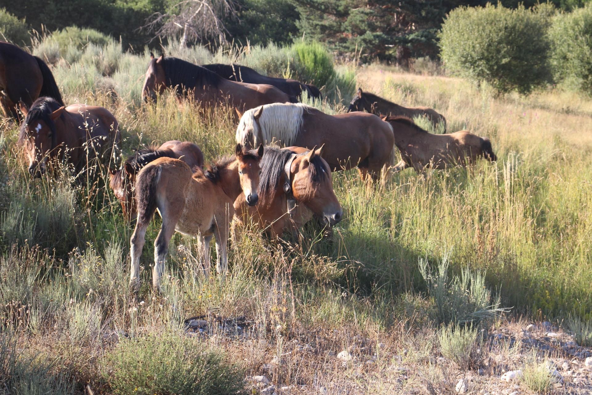 GALERÍA | Sanabria revive la transhumancia