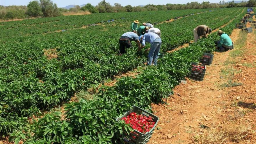 Diversos agricultors treballant al camp en una foto d’arxiu. | DIARI DE GIRONA