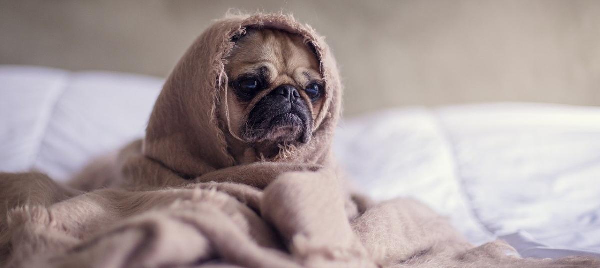 Noche de San Juan: Consejos para evitar que los perros y gatos sufran con el ruido de los petardos