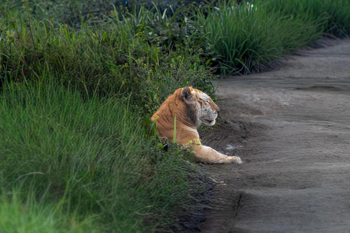 El tigre dorado observado en India.