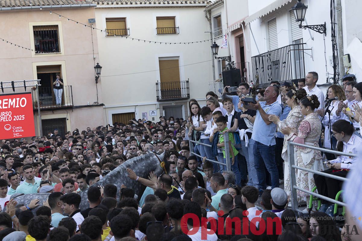 Fiestas de Caravaca | Entrega de premios del concurso morfológico