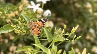 La mariposa renace y pinta el cielo en Ibiza