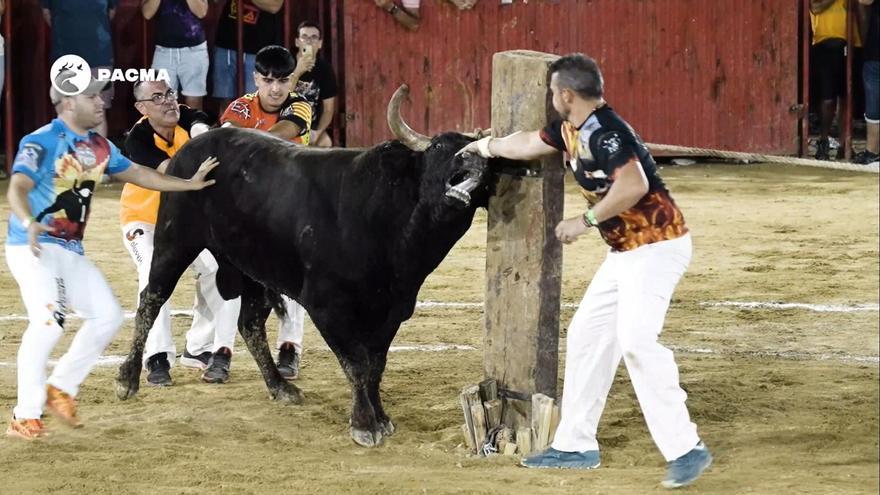 El Seprona confisca visores nocturnos a tres cazadores apostados para  abatir jabalíes - Levante-EMV