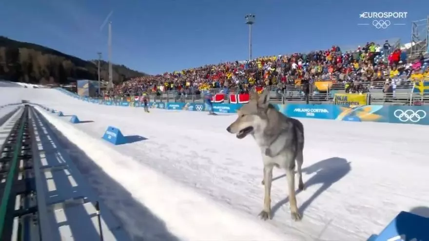 Un perro lobo persigue a dos esquiadoras en plena prueba olímpica