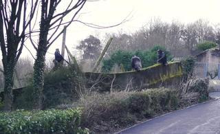 Estos chimpancés utilizaron una rama como escalera para escapar del zoo de Belfast