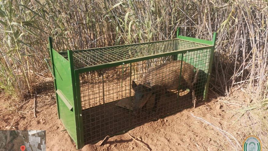 Andalucía impulsa medidas &quot;excepcionales&quot; para controlar la población de jabalíes