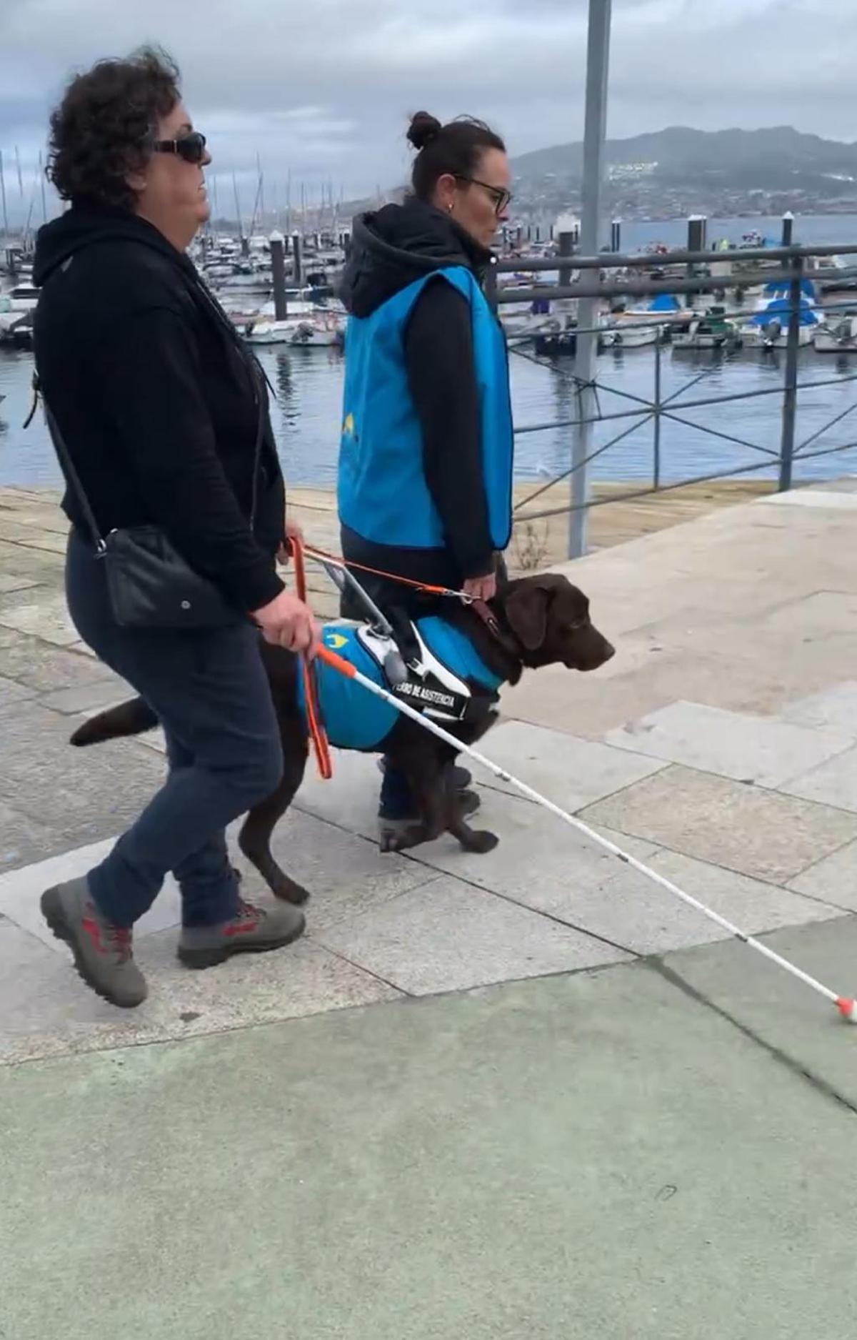 Un perro guía, en proceso de formación con la adiestradora Vanesa Arias.