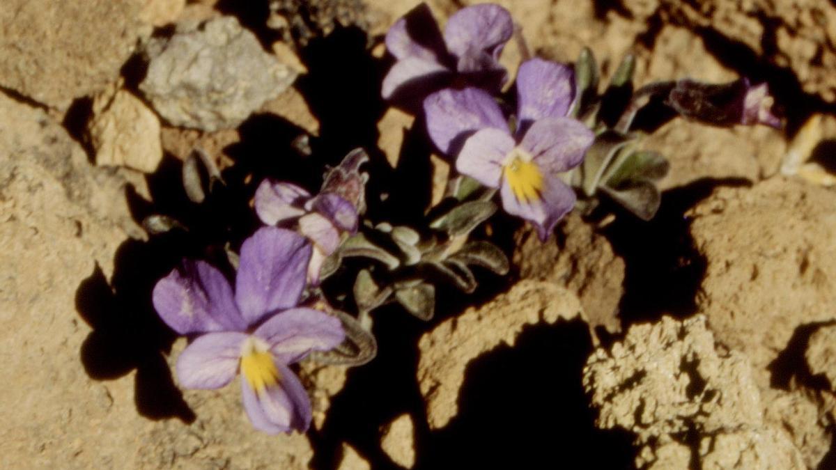 Violeta del Teide.