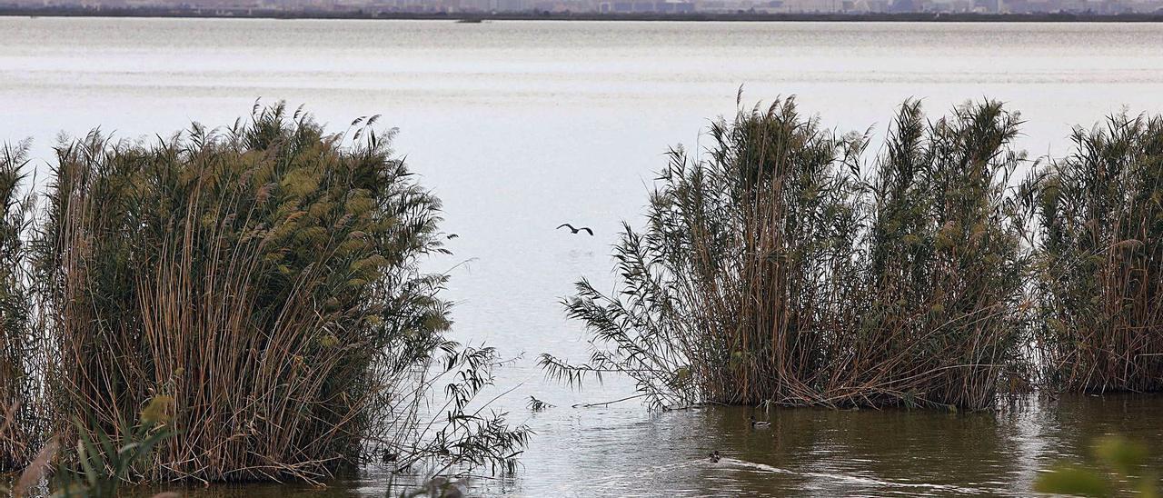 El lago de l’Albufera 
y debajo, retirada de la 
planta exótica uña de gato 
en El Perellonet.  m.a.montesinos