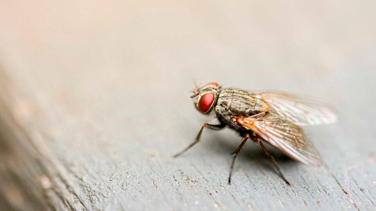 El remedio casero antimoscas con el que podrás estar con la ventana abierta