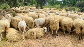 APAG Extremadura Asaja advierte de la "crítica situación" de la campaña ganadera de ovino por la lengua azul
