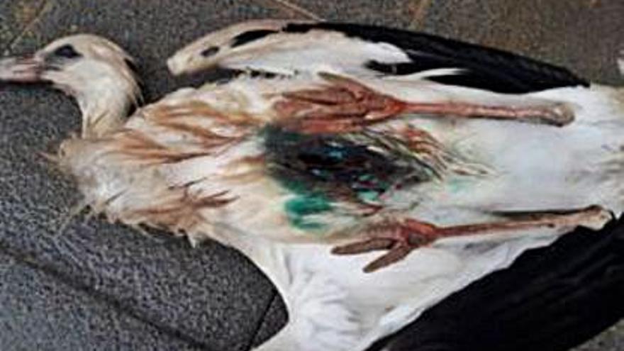 Muere un pollo de cigüeña en las obras del convento de Caspe