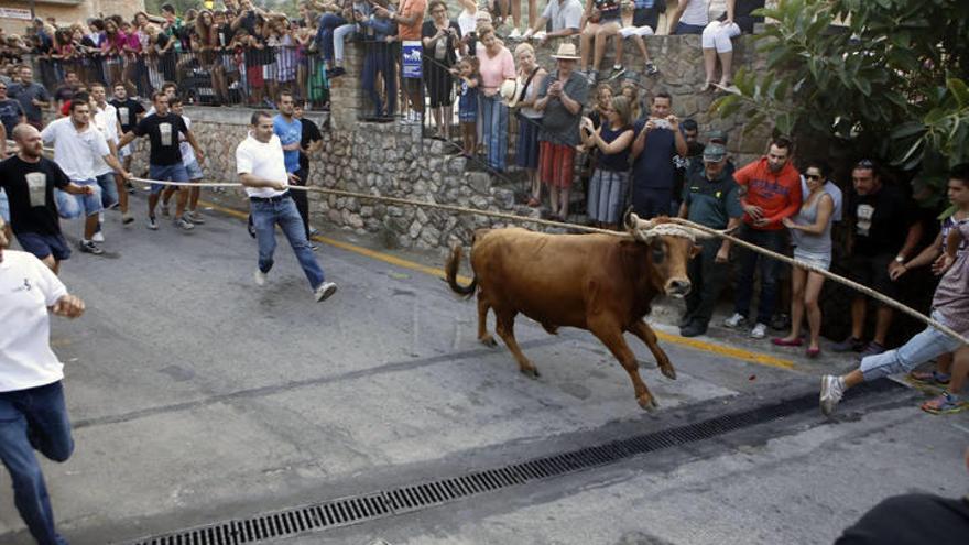 Stierlauf 2014 in Fornalutx.