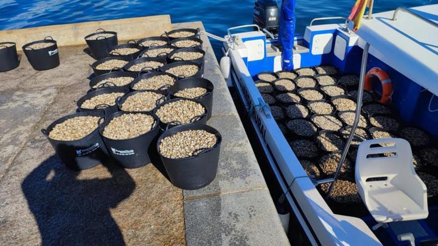 A Illa regenera un banco marisquero con un millón de unidades de almeja babosa