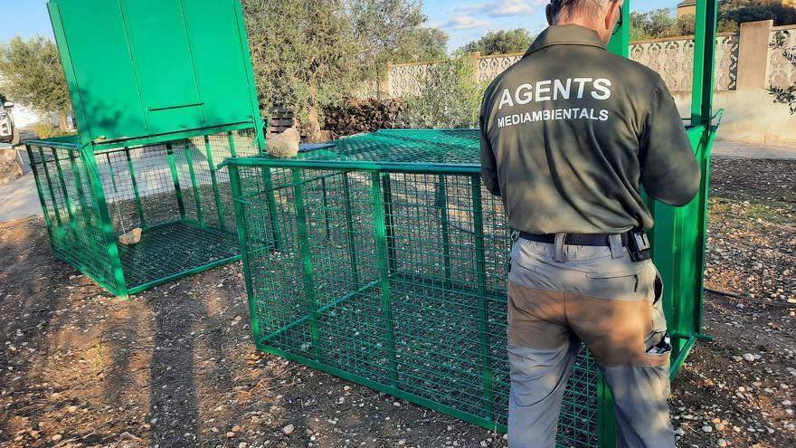 Vinaròs adquiere jaulas trampa para controlar la población de jabalíes