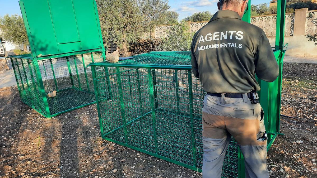 El Ayuntamiento adquiere dos jaulas trampa homologadas para controlar la población de jabalíes con el apoyo de la Generalitat Valenciana.